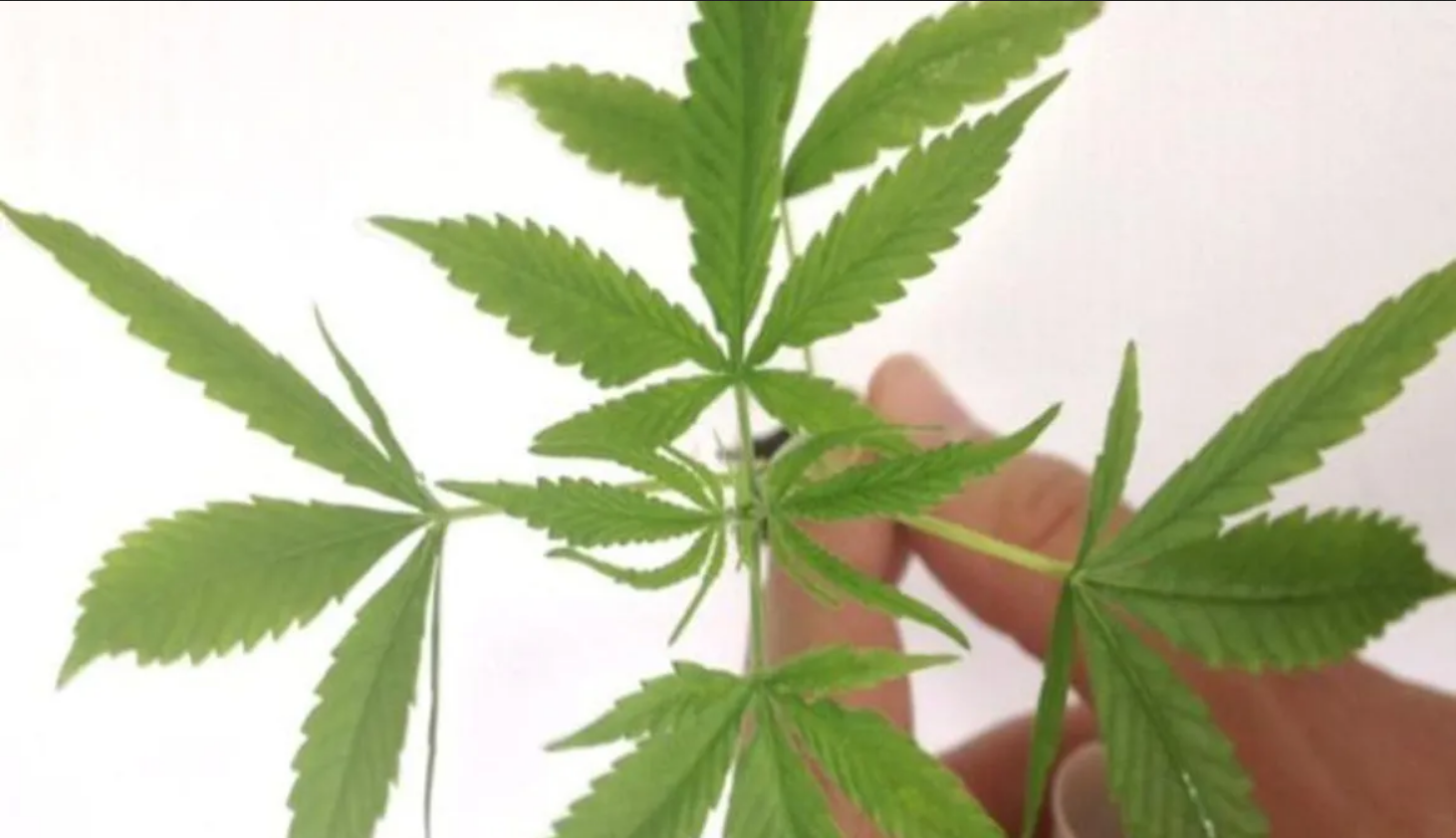 Venda nas farmácias de produtos à base de cannabis cresce 342,3%